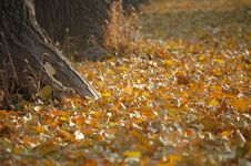 Fallen Leaves In Autumn Stock Images