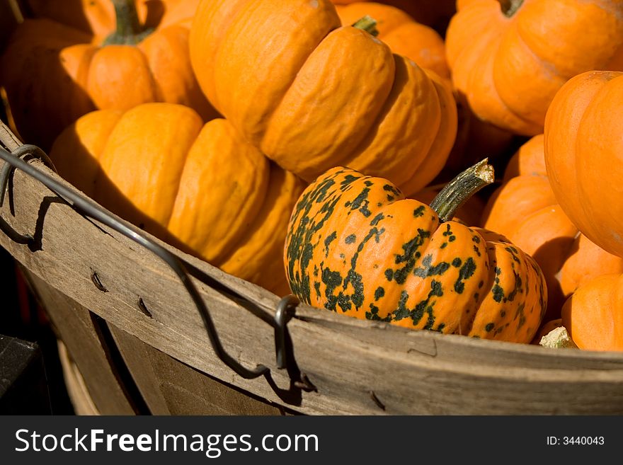 Oddball small pumpkin in basket of alike ones