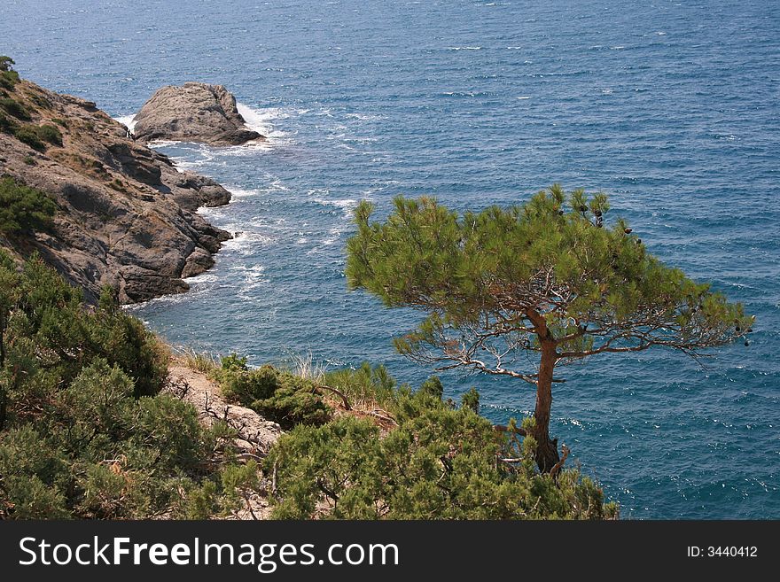 Beautiful pine on the sea background
(Crimea,Ukraine). Beautiful pine on the sea background
(Crimea,Ukraine)