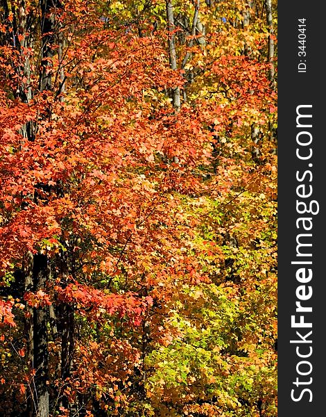 Colourful autumn trees in a forest during autumn time