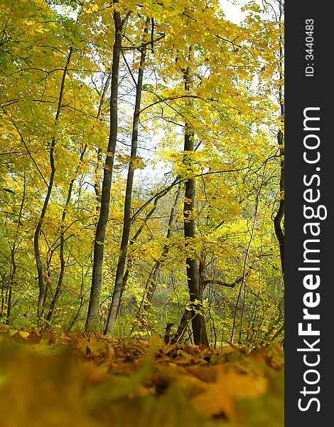 Tree in the autumn on a background of a wood