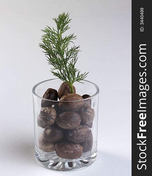 Dill sprig in glass with whole nutneg. Dill sprig in glass with whole nutneg