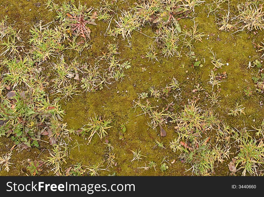 Moss and frass nature textured background. Moss and frass nature textured background