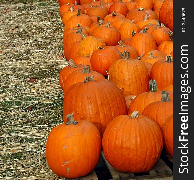 Pumpkins on display at a farmer's market. Pumpkins on display at a farmer's market