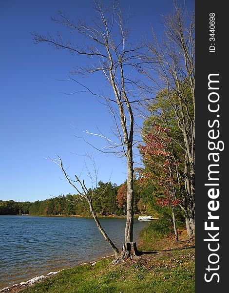 Single tree by the lake side during autumn time.