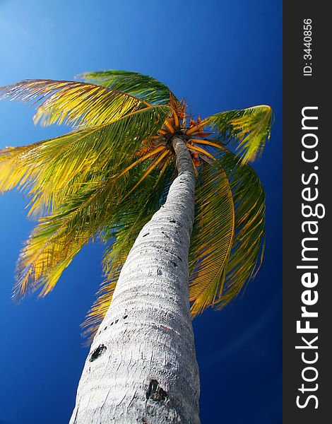 Caribic palm tree and blue sky