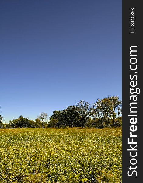 Yellow and green colored farm with blue sky back ground