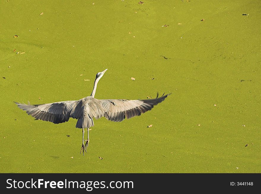Grey heron caught in a shadowy green in a Dutch park in autumn, with a lake covered with algae in the background. Grey heron caught in a shadowy green in a Dutch park in autumn, with a lake covered with algae in the background