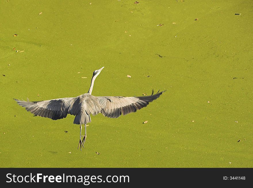 Heron Flying