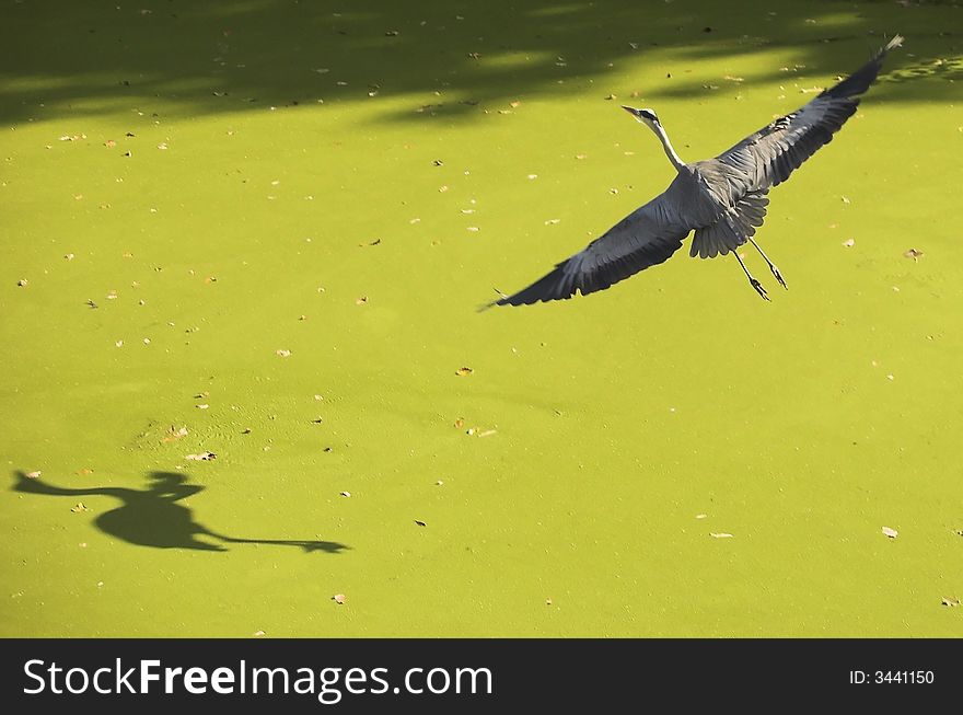 Grey heron caught in a shadowy green in a Dutch park in autumn, with a lake covered with algae in the background. Grey heron caught in a shadowy green in a Dutch park in autumn, with a lake covered with algae in the background
