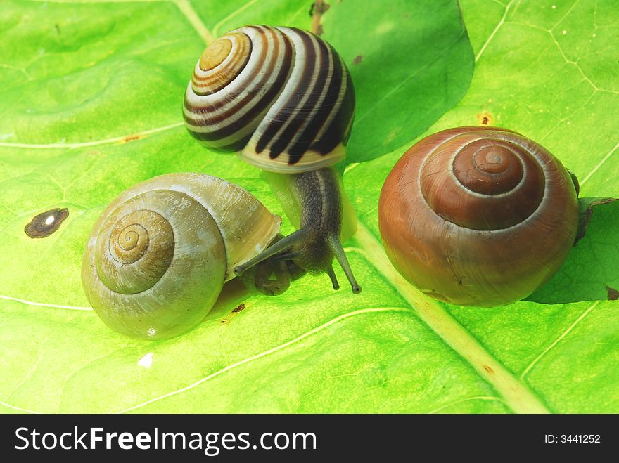 Macro image of snails on green leaf
