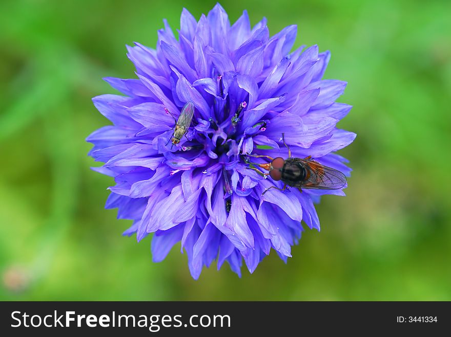 Insects on blue flower - blur background