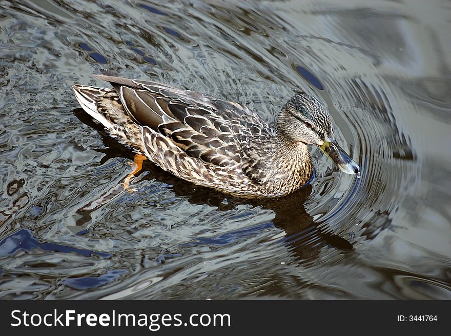 Wild duck swimming in river.