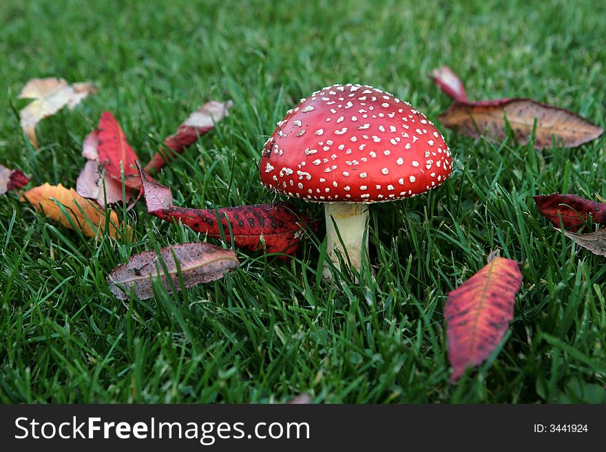 One fly agaric mushroom growing in the garden