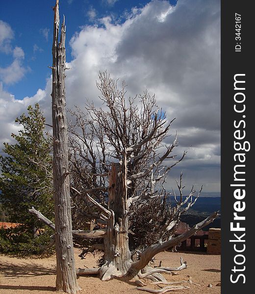 Bristlecone Pines are the oldest living trees on the planet. The picture taken in Bryce Canyon National Park