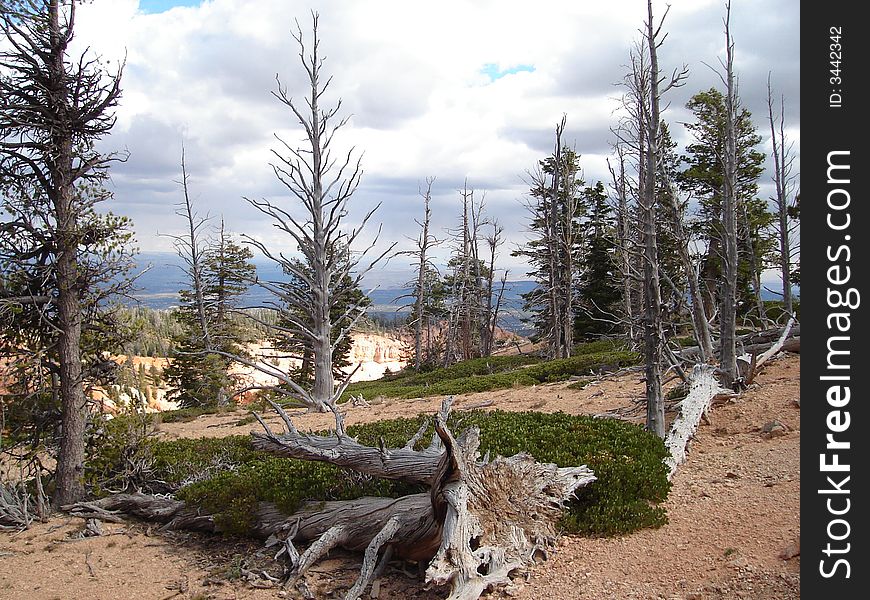 Bristlecone Pines can be found in Bryce Canyon National Park