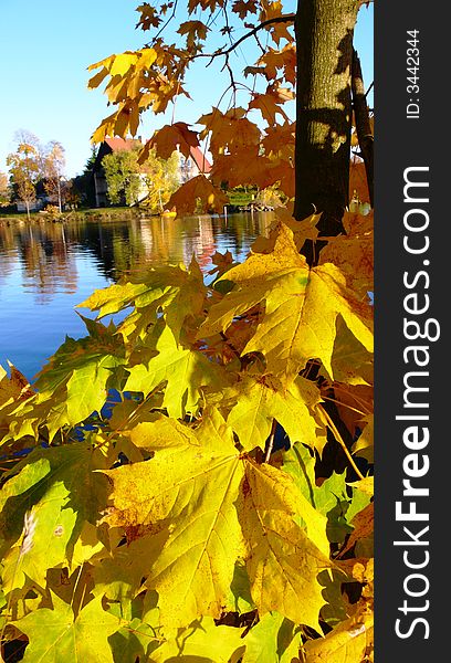 Beautiful yallow maple leafage in the nice autumn sunny day. Beautiful yallow maple leafage in the nice autumn sunny day
