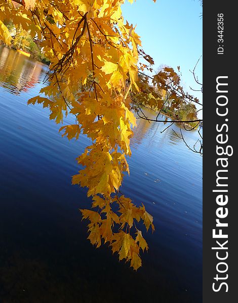 Beautiful gold yellow maple leafage on the background of the lake. Beautiful gold yellow maple leafage on the background of the lake