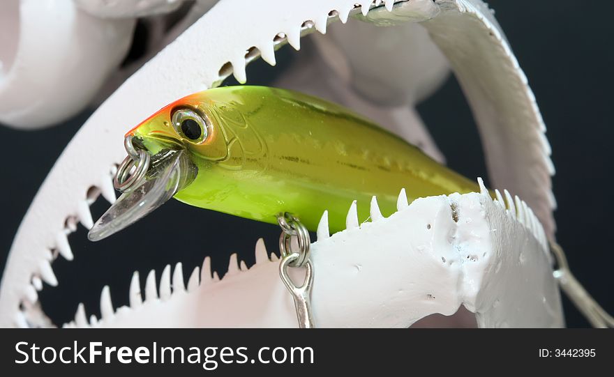 A fishing lure in a fish skull. A fishing lure in a fish skull.