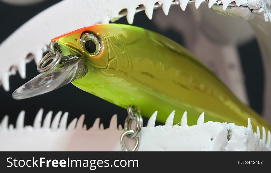 A fishing lure in a fish skull. A fishing lure in a fish skull.