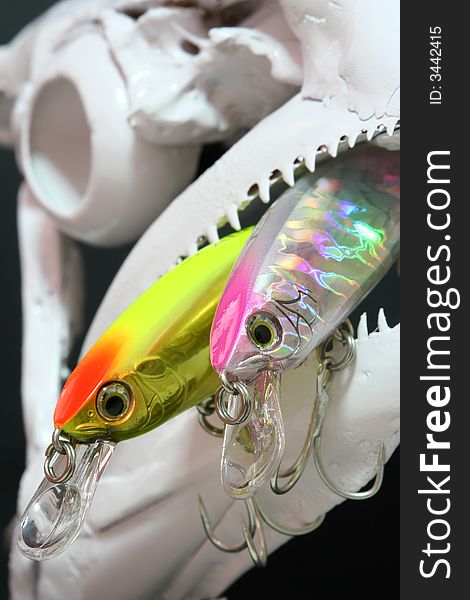 Fishing lures in a fish skull. Fishing lures in a fish skull.