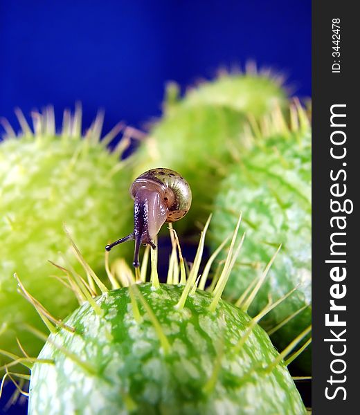 Snail on prickly plant