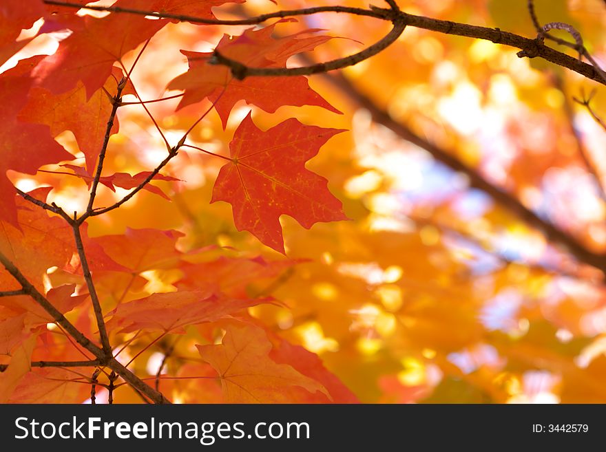 Red maple leaves on green yellow bright blurry background