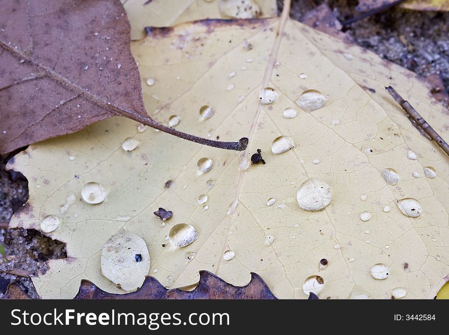 Water drops on fall leaves nice background