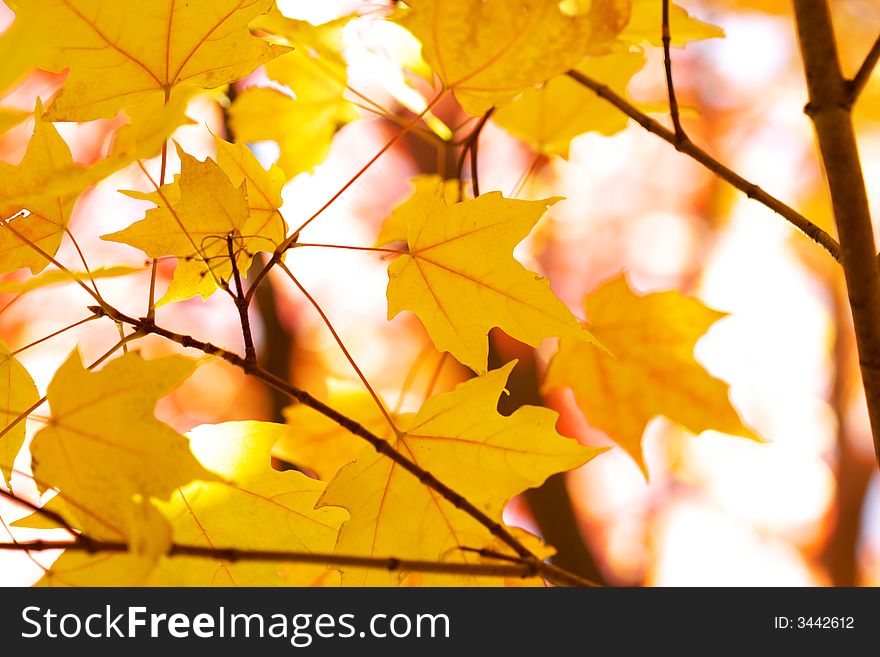Yellow maple leaves on red bright blurry background. Yellow maple leaves on red bright blurry background