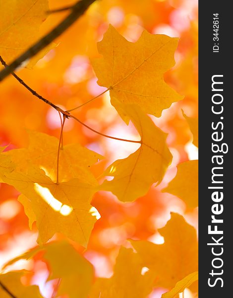 Yellow maple leaves on red bright blurry background