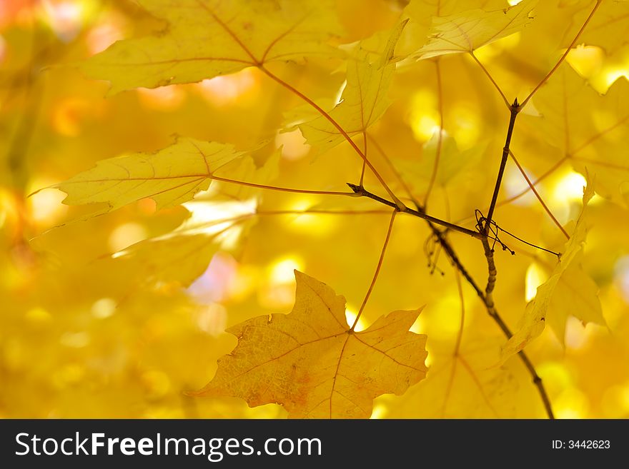 Yellow maple leaves on yellow bright blurry background