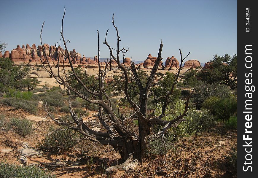 Chesler Park is the area of unusual rock in the Needles District of Canyonlands. Chesler Park is the area of unusual rock in the Needles District of Canyonlands