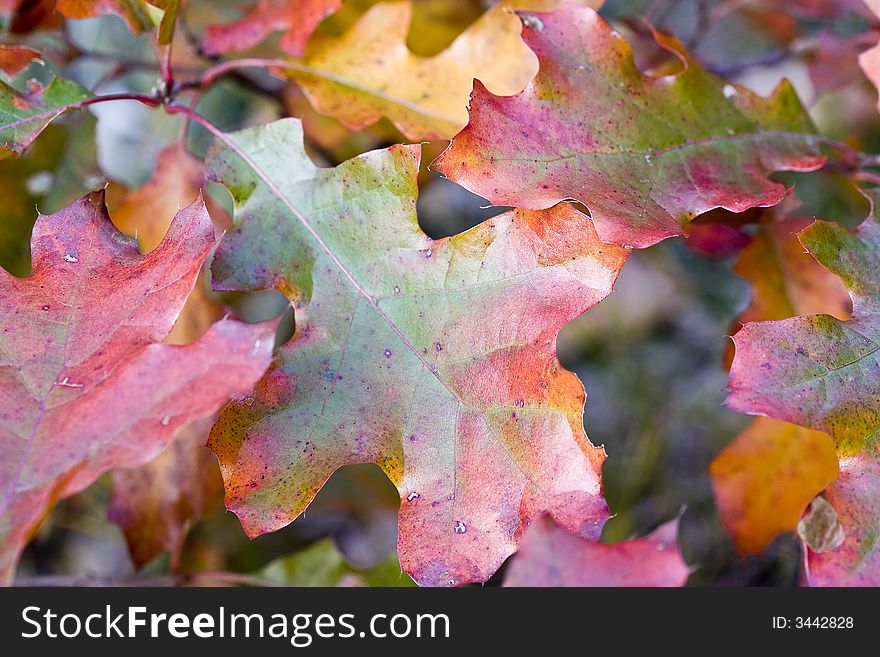 Oak leaves changing colors for the autumn season. Oak leaves changing colors for the autumn season