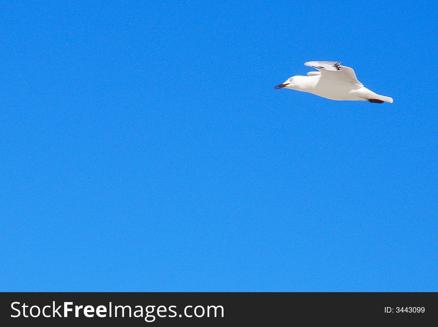 Seagull Flying At The Sky