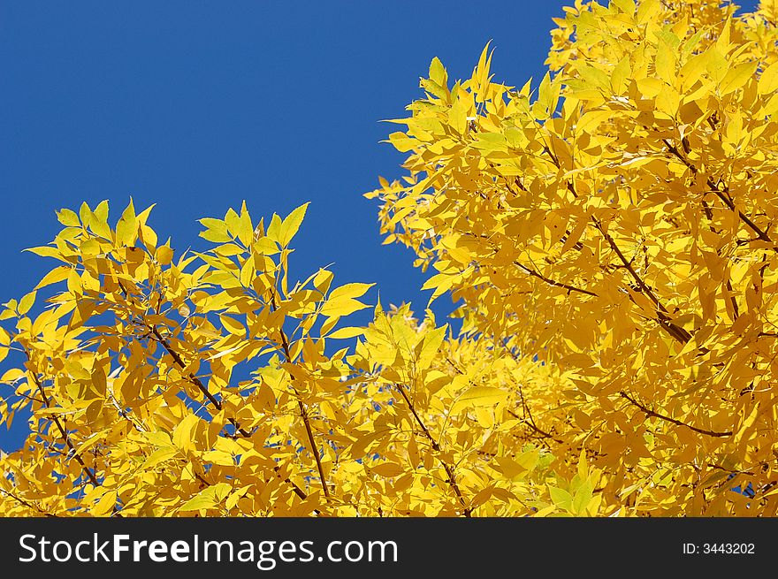 Tree leaves in beautiful fall colors with blue sky. Tree leaves in beautiful fall colors with blue sky