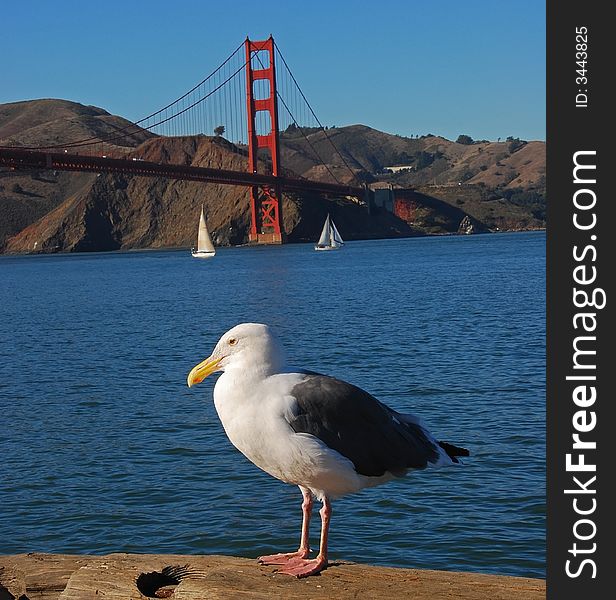 Seagull standing on a fishing pier with the Golden Gate Bridge in the background. Seagull standing on a fishing pier with the Golden Gate Bridge in the background.