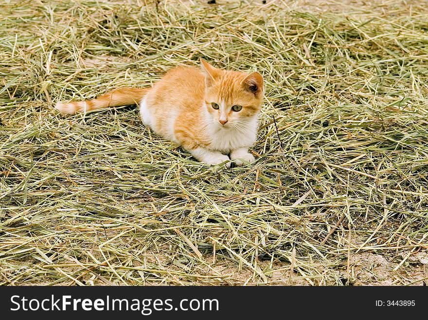 Cute farm kitten lying in the hay