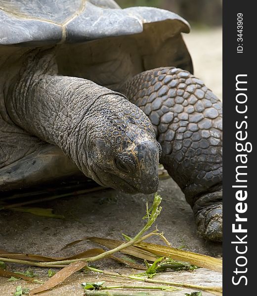 Giant tortoise taken at Singapore Zoological Gardens