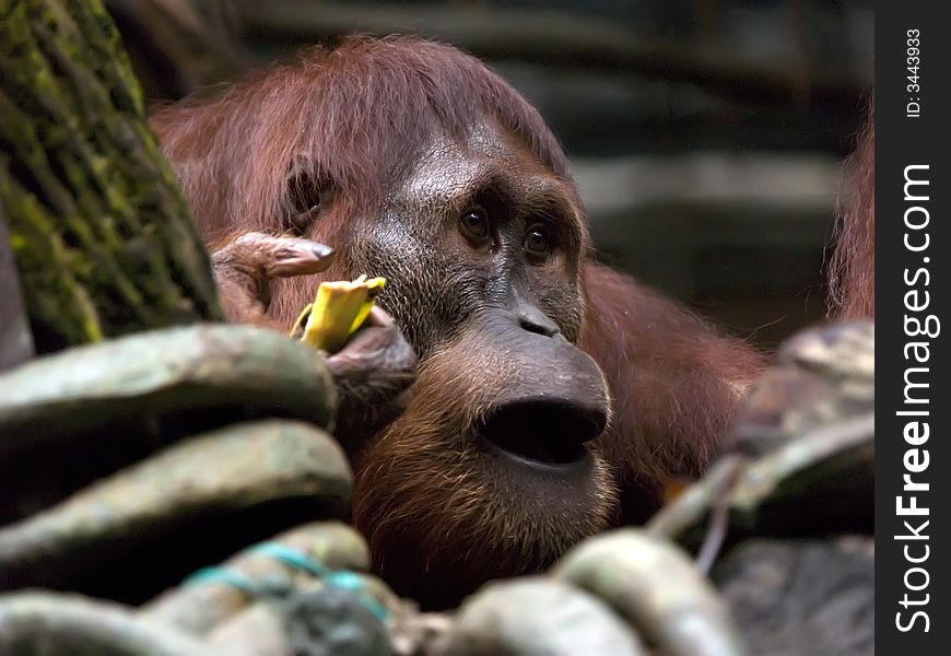 Orang Utan taken at Singapore Zoological Gardens