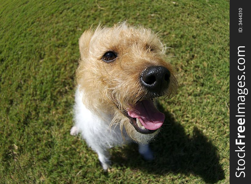 A brown headed jack russel photographed with a fisheye thens to exaggerate perspective. A brown headed jack russel photographed with a fisheye thens to exaggerate perspective.