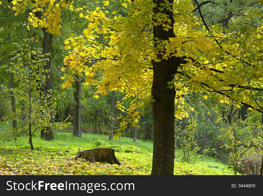 Tree in the autumn on a background of a wood