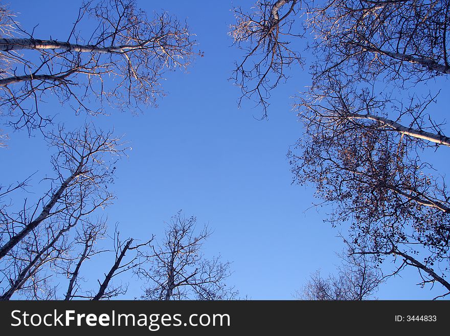 Patch of blue sky framed by bare Autumn trees. Patch of blue sky framed by bare Autumn trees