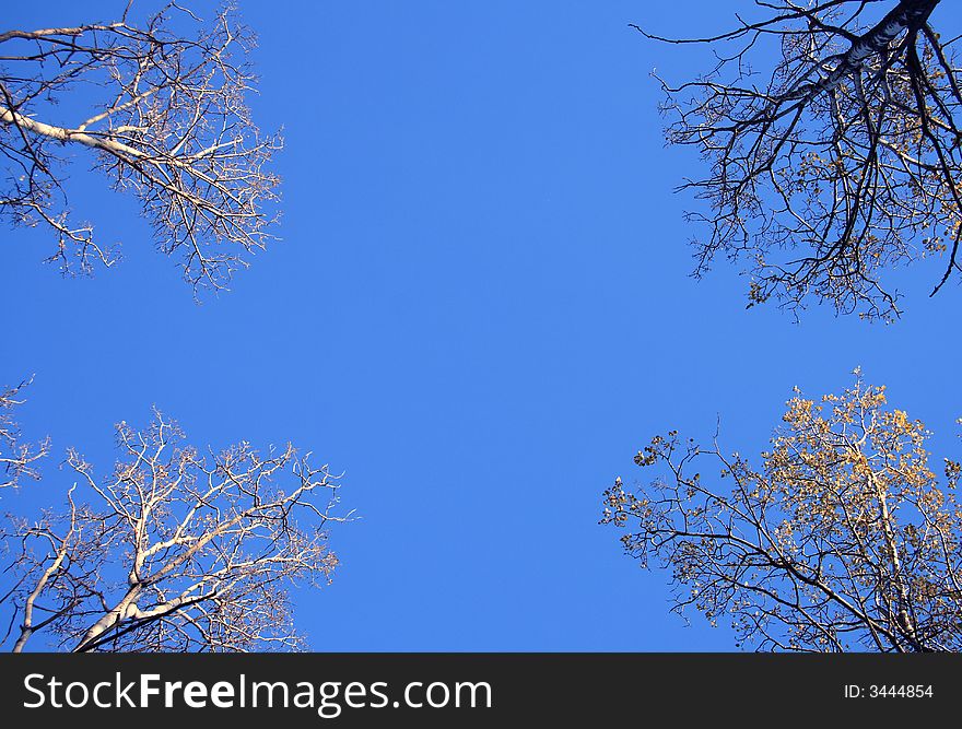 Blue sky framed by four bare Autumn trees. Blue sky framed by four bare Autumn trees