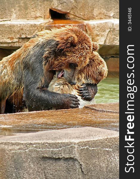 Two grizzly bears playing in the pool at the zoo. Two grizzly bears playing in the pool at the zoo