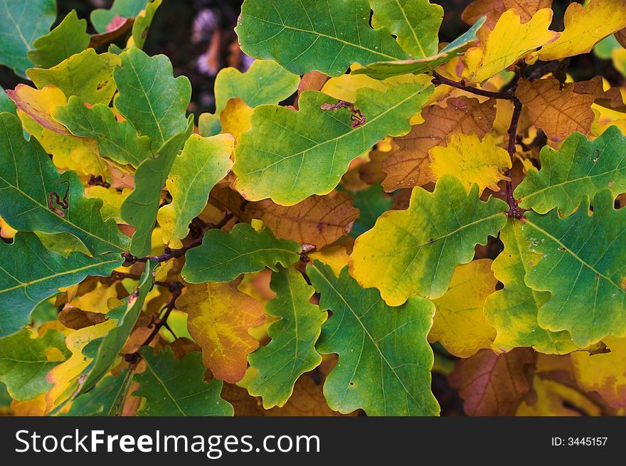 Autumn leaves of oak in the forest. Autumn leaves of oak in the forest