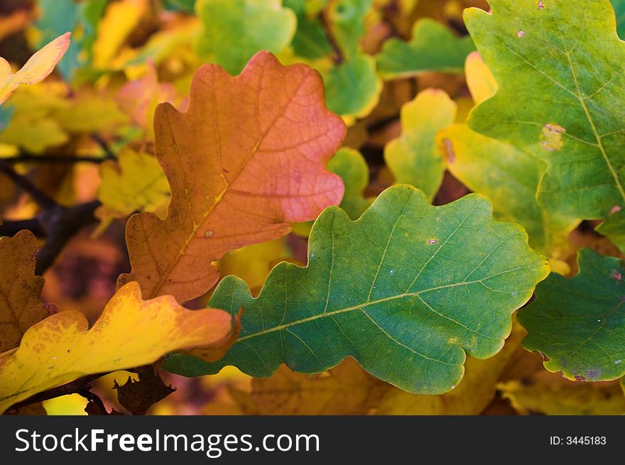Autumn leaves of oak in the forest. Autumn leaves of oak in the forest