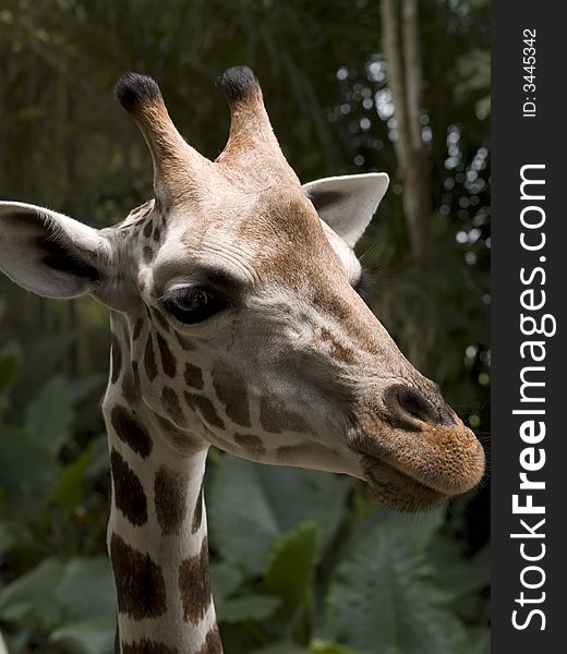 Giraffe taken at Singapore Zoological Gardens