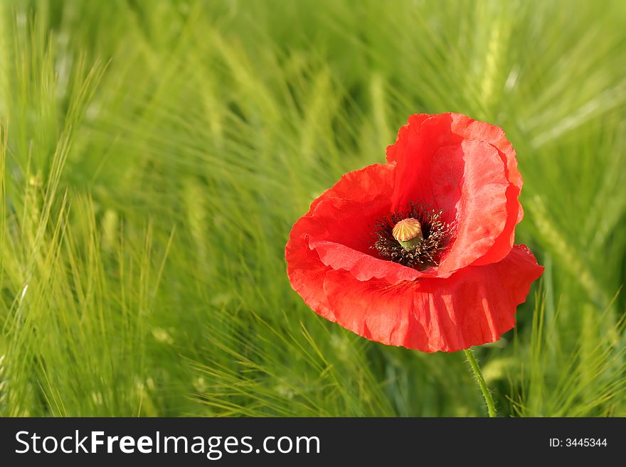 Red poppy on green grain field. Red poppy on green grain field