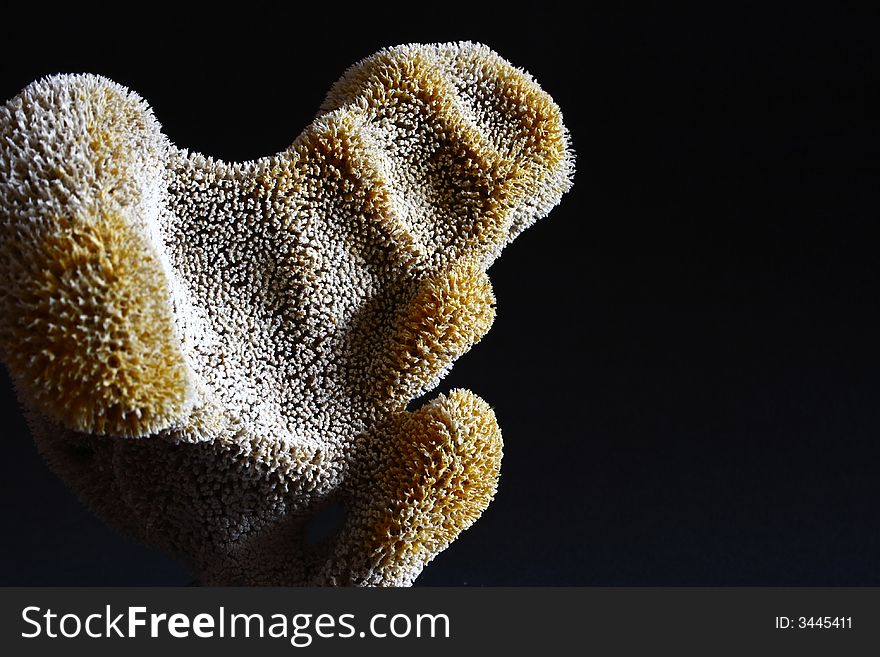 Piece of coral at an oblique angle. Piece of coral at an oblique angle