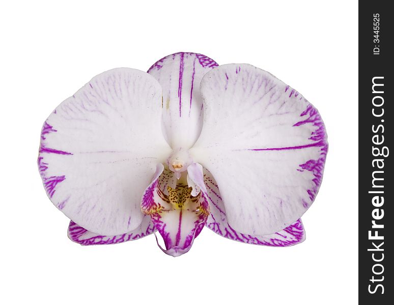 Pink orchids on white background. 
white orchids on white background.